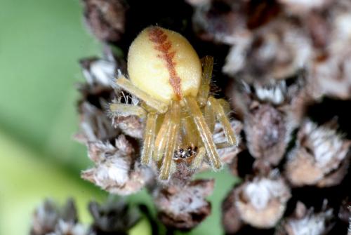 Cheiracanthium pennyi